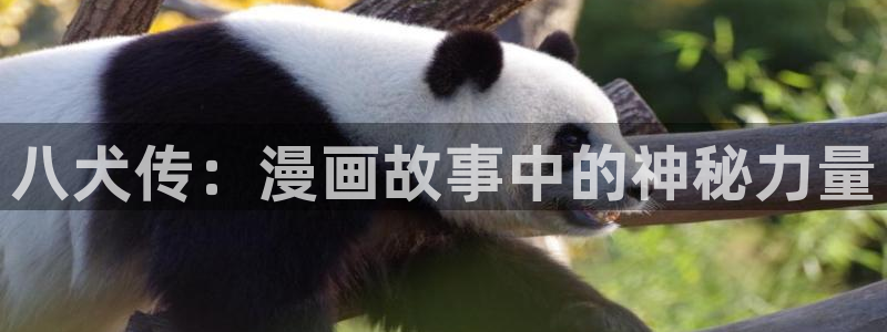 韩漫免费观看在线阅读漫画男同：八犬传：漫画故事中的神秘力量